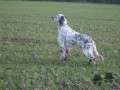 Setter Anglais UNTO DE LA PLUME DU PÉVÈLE